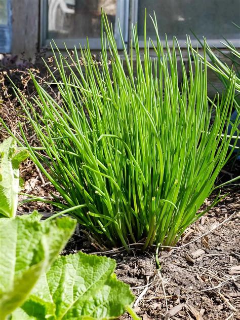 種韭菜|如何用種子種韭菜，種一次吃多年 How to grow Chives from。